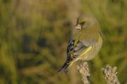 verdum mascle (Carduelis chloris)