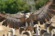 Desde el Paraiso IV - Voltor comú - Buitre leonado o común (Gyps fulvus)