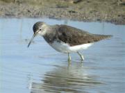 Xivita, andarríos grande, green sandpiper, pássaro-bique-bique (Tringa ochropus)