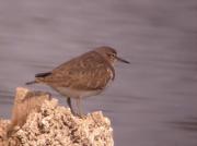 Xivitona,andarríos chico, chevalier guignette, common sandpiper (Tringa hypoleucos)