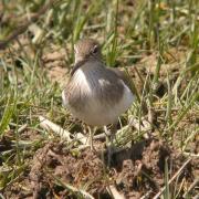 Xivitona, andarríos chico (Actitis hypoleucos)