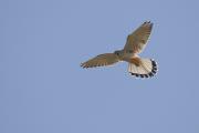 xoriguer comú mascle (Falco tinnunculus)