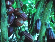 Holograma. Arbre del cacau (Theobroma cacao)