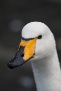 Whooper Swan (Cygnus cygnus)