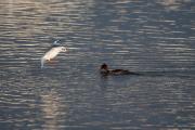 Red-breasted ( Mergus serrator)