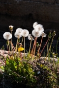 Dent de Lleó (Taraxacum officinale)