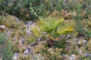 Margalló (Chameorops humilis) 2