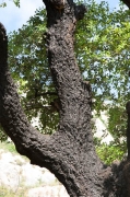 Alzina. (Quercus ilex) 2de2