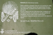 Margalló (Chameorops humilis)