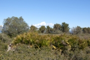 Margalló (Chameorops humilis)