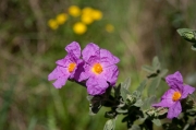 Estepa blanca (Cistus albidus)