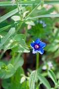 Borrissol (Anagallis arvensis),