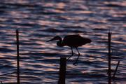 Bernat pescaire i posta de sol