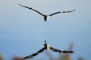 Bernat pescaire (Ardea cinerea)