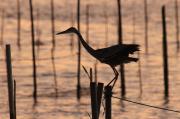 Bernat pescaire (Ardea cinerea)