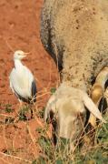 Esplugabous (Bubulcus ibis)