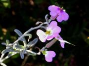 Alhelí de mar (Malcomia littorea)