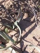 Pancratium maritimum i eruga  de Brithys crini