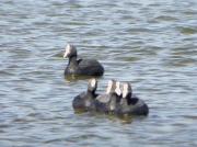 Raro, raro, raro (Fulica atra artificial)