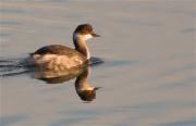 Cabussó coll-negre (Podiceps nigricollis)