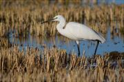 Martinet blanc (Egretta garzetta) 2/2