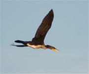 Corb marí gros (Phalacrocorax carbo) 1/2