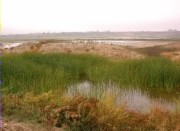 Boga Estany Ivars (Typha sp.)