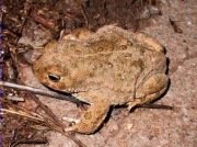 Gripau comú2 (Bufo bufo)