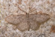 Idaea biselata