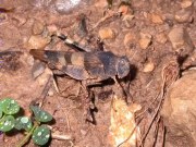 Oedipoda germanica