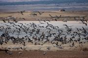 Les Grues de Gallocanta.