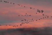 Grues a la llacuna de Gallocanta