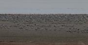 Grues a la llacuna de Gallocanta