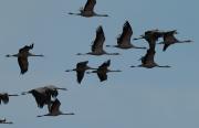 Grues a la llacuna de Gallocanta