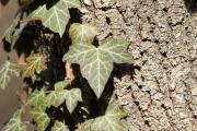 Heura (Hedera helix) Araliàcies