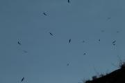 Voltor comú (Gyps fulvus) Accipitridae