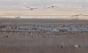 Grues a la llacuna de Gallocanta