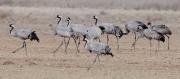 Grues a la llacuna de Gallocanta