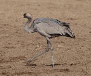 Grues a la llacuna de Gallocanta