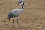 Les Grues de Gallocanta.