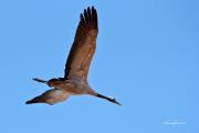 Les Grues de Gallocanta.