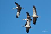 Al vol: Grues a Gallocanta