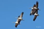 Al vol: Grues a Gallocanta