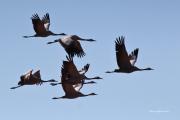 Al vol: Grues a contrallum