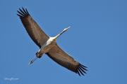 Les Grues de Gallocanta.