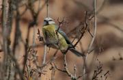 Mallarenga Blava  (Parus caeruleus)