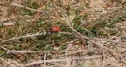 Marieta de set punts (Coccinella septempunctata)