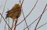 Cruixidell (Emberiza calandra)