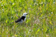 Snow Bunting ( Plectrophenax nivalis )