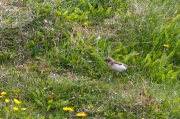 Snow Bunting ( Plectrophenax nivalis )